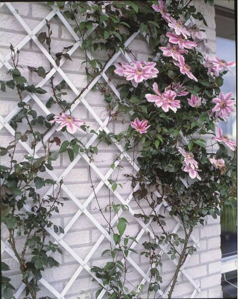 Nature 50x150 cm kerti pvc lugas rács fehér 6040701
