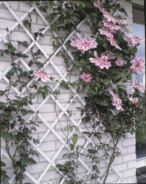 Nature 50x150 cm kerti pvc lugas rács fehér 6040701