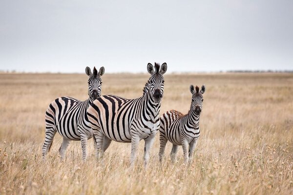 Fotótapéta három zebra a szavannán
