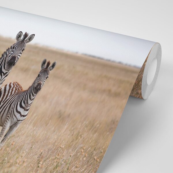 Fotótapéta három zebra a szavannán