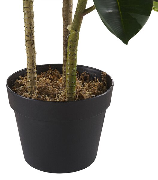 Műnövény FICUS ELASTICA 134 cm Zöld