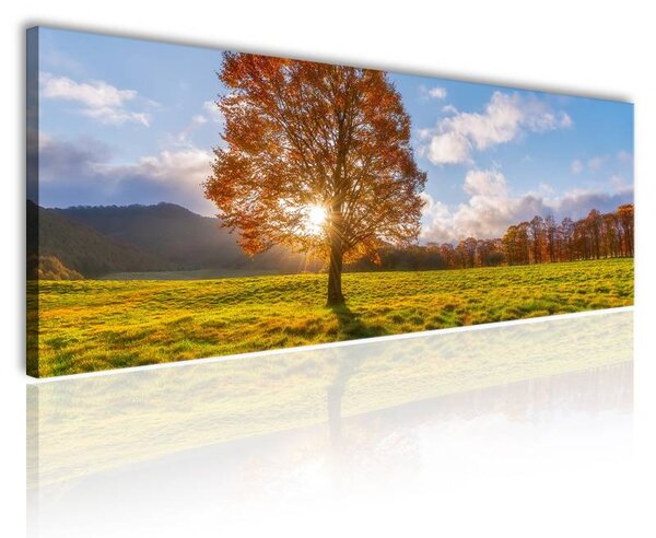 120x50cm - őszi napfény vászonkép
