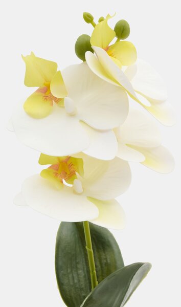Sinsay - Dísznövény cserépben – orchidea - fehér