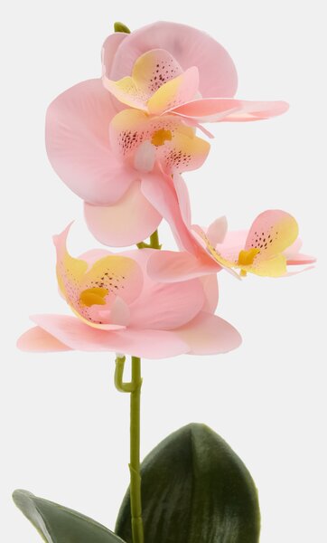 Sinsay - Dísznövény cserépben – orchidea - pasztellpink