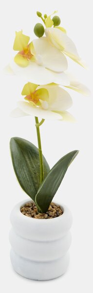 Sinsay - Dísznövény cserépben – orchidea - fehér