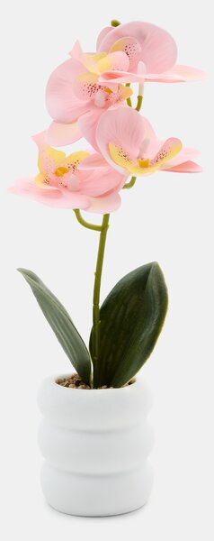 Sinsay - Dísznövény cserépben – orchidea - pasztellpink