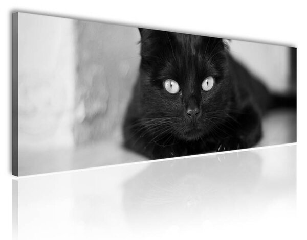 120x50cm - Macska szemek fekete fehér vászonkép