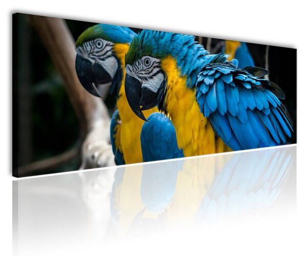 120x50cm - Színes papagáj vászonkép
