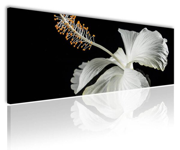 120x50cm - Fehér hibiscus vászonkép
