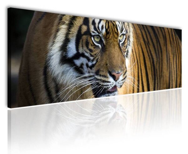 120x50cm - A tigris vászonkép