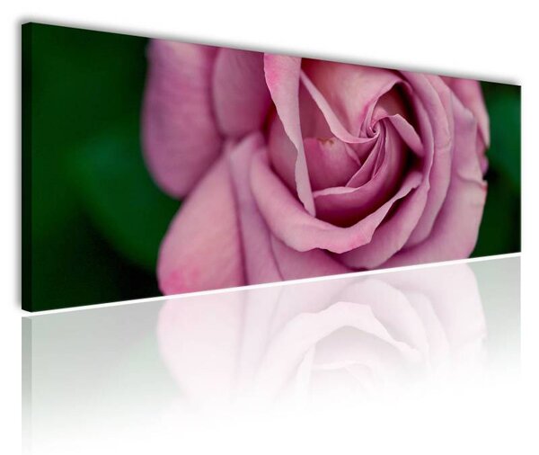 120x50cm - Pink rózsa vászonkép