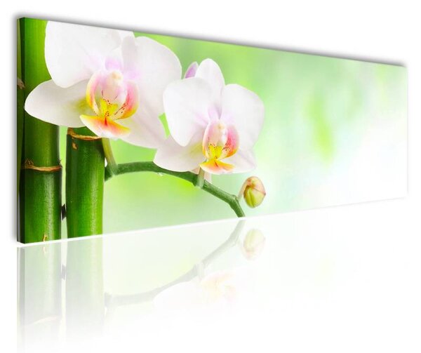 120x50cm - Spa bambusz orchidea vászonkép