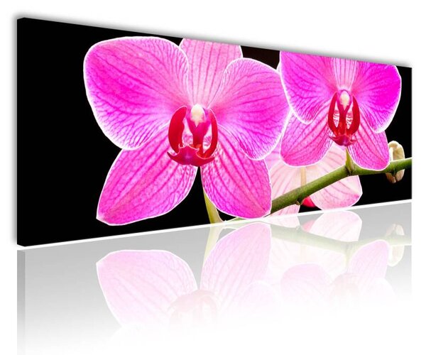 120x50cm - Fekete és rózsaszín orhideák vászonkép
