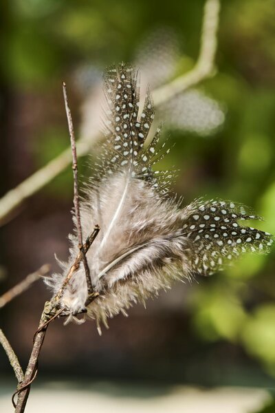 Drótos függő toll FEATHER DECOR barna - több színben