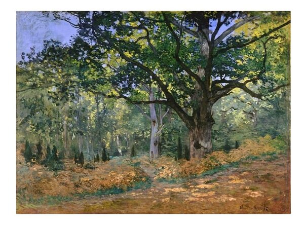 Claude Monet - The Bodmer Oak, Fontainebleau Forest kép másolat, 70 x 50 cm