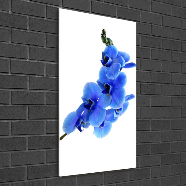 Akrilkép Kék orchidea