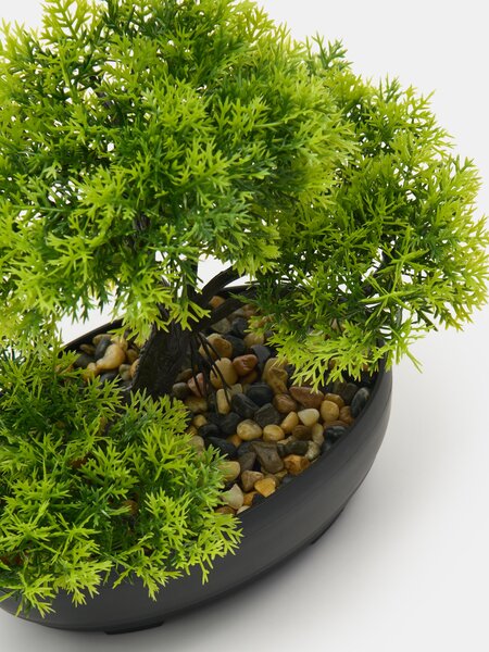 Sinsay - Dekoratív bonsai növény cserépben - zöld
