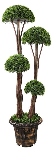 Pom Pom buxus