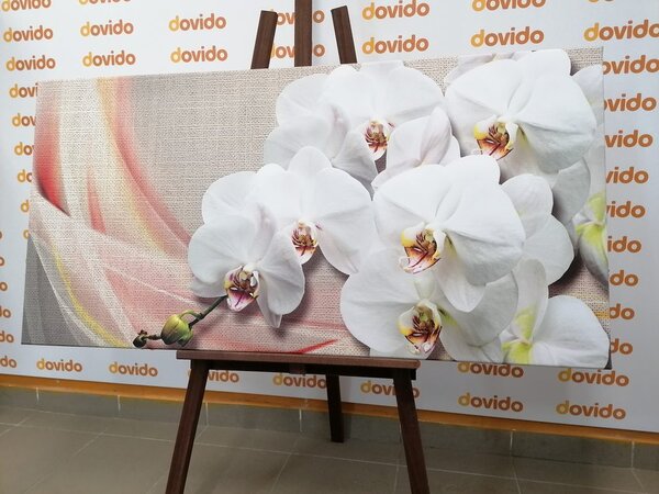 Kép fehér orchidea vásznon