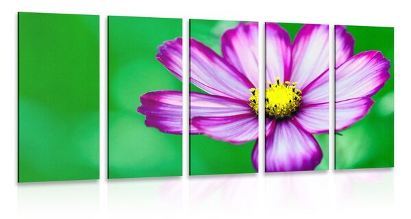 5-részes kép csodálatos kerti virág - 100x50