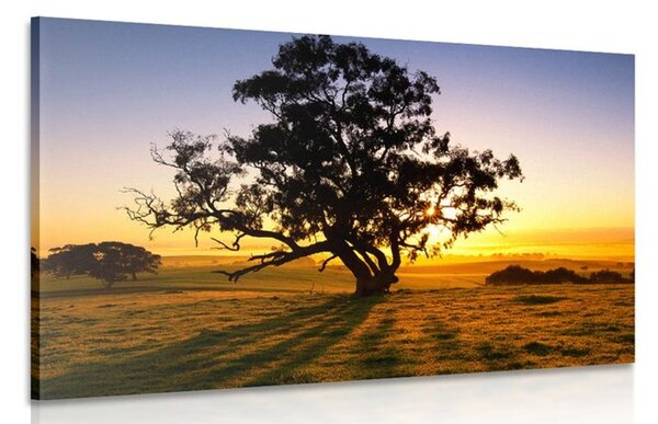 Kép egyfa naplementében