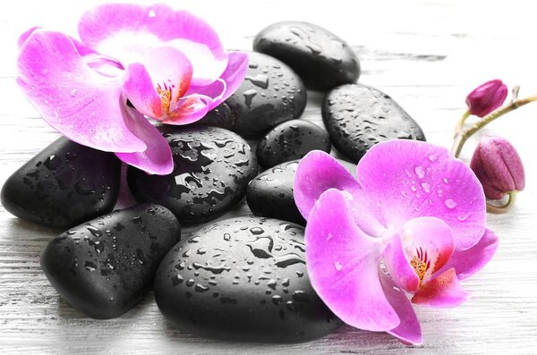 Kép orchidea és fekete kövek csodás összhangja