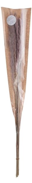 FLOWER MARKET szárított pampafű, natúr 70cm