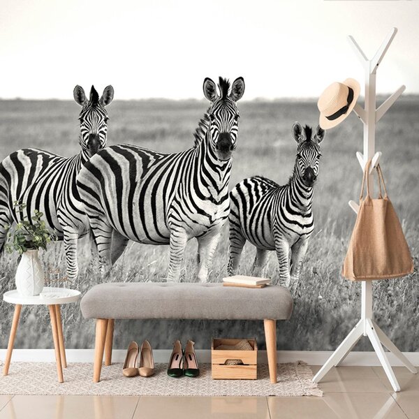 Fotótapéta három zebra fekete fehérben