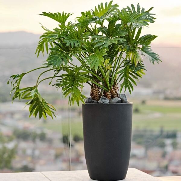 Virágcserép Meti 60x40 cm antracit – modern teraszra - 51 - 70 cm