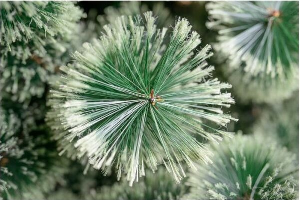 Karácsonyfa - Erdeifenyő 220cm Chilly Green