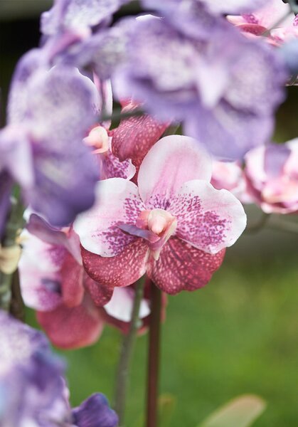 Mű orchidea 70 cm – Vanessa mix, rózsaszín, élethű - Rózsaszín - 51 - 70 cm