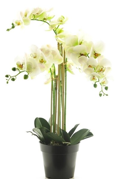 Fehér mű orchidea 60 cm cserépben – Elegáns dekoráció - Fehér - 51 - 70 cm