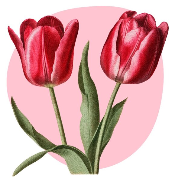 PIPPER. Textil falmatrica "Tulipánok"