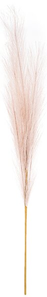 Pampaszfű, világos lila, 9 x 77 cm