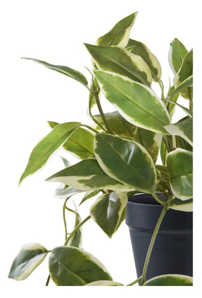 Műnövény (magasság 33 cm) Hoya Carnosa – House Nordic