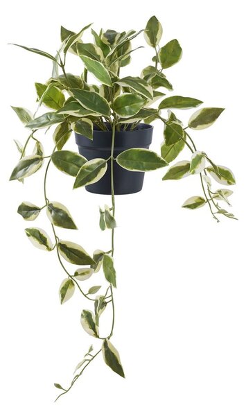 Műnövény (magasság 33 cm) Hoya Carnosa – House Nordic