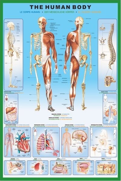 Plakát The human body, (61 x 91.5 cm)