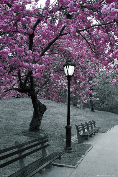 Plakát Central Park - blossom, (61 x 91.5 cm)