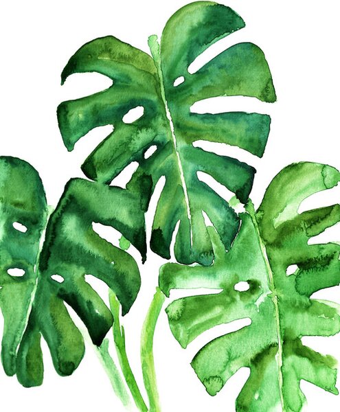 Illusztráció Watercolor monstera leaves, Blursbyai, (26.7 x 40 cm)