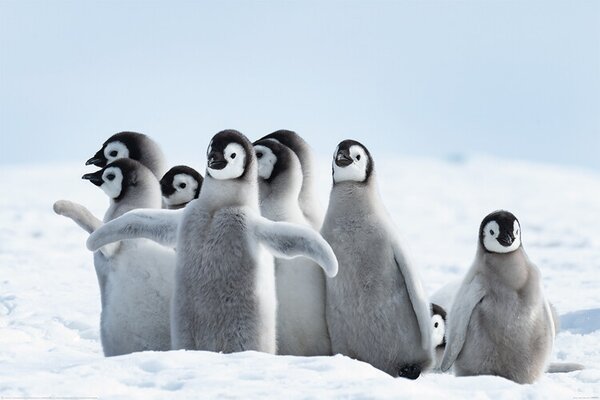 Plakát Pingvinjei - Family