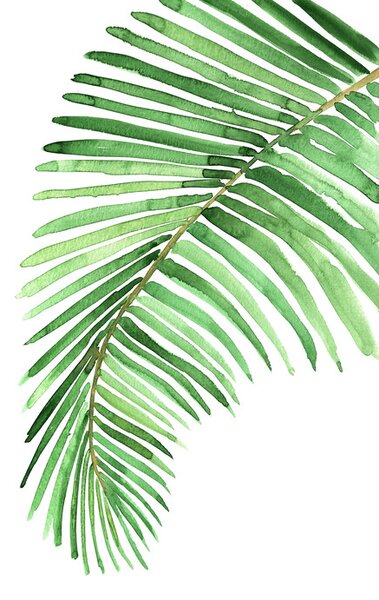 Illusztráció Watercolor palm leaf, Blursbyai, (26.7 x 40 cm)