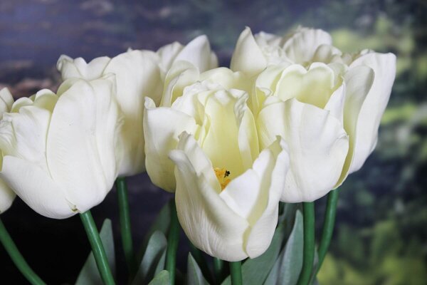 Krémszínű mű tulipán levelekkel - 1 darab, 67cm