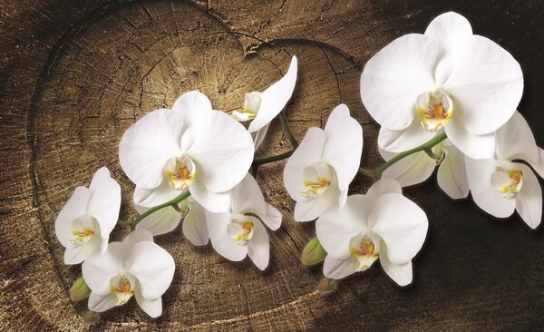 Poszter tapéta White orchid vlies 312 x 219 cm vlies 312 x 219 cm