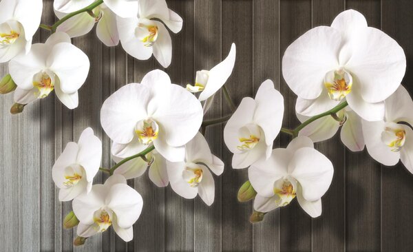 Poszter tapéta Fehér orchidea 2 vlies 152,5 x 104 cm vlies 152,5 x 104 cm