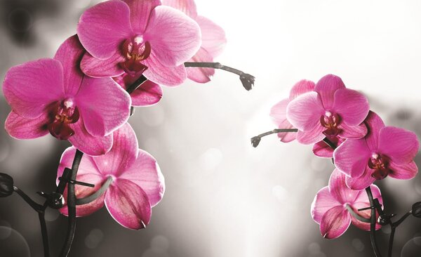 Poszter tapéta Orchid in grey background papír 254 x 184 cm papír 254 x 184 cm