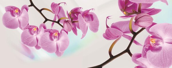 Poszter tapéta panoráma vlies Orchidea
