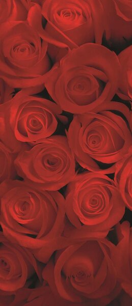 Poszter tapéta ajtóra Red roses öntapadós 91 x 211 cm öntapadós 91 x 211 cm