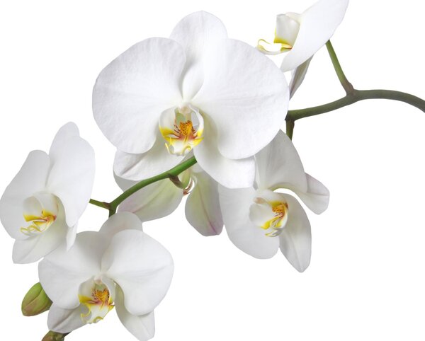 Poszter tapéta Fehér orchidea vlies 152,5 x 104 cm vlies 152,5 x 104 cm