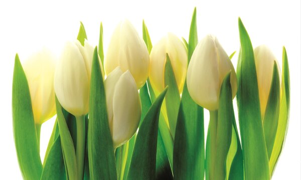 Poszter tapéta Fehér tulipánok papír 254 x 184 cm papír 254 x 184 cm