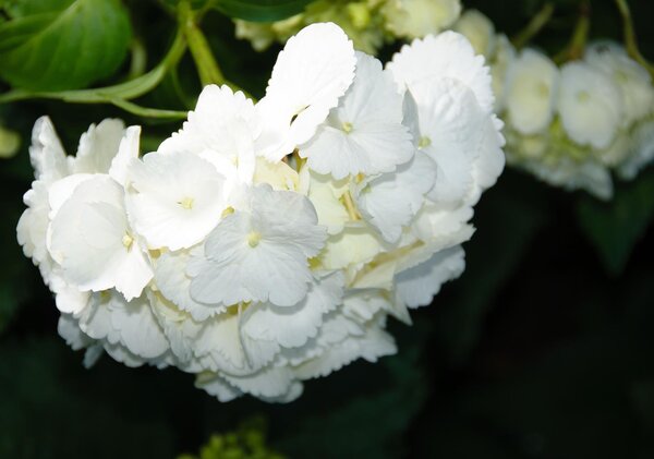 Poszter tapéta Fehér virágok vlies 152,5 x 104 cm vlies 152,5 x 104 cm